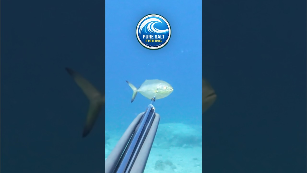 Ένας περίεργος σούρος / A curious blue runner #spearfishing #fishing #fish #sea #cyclades