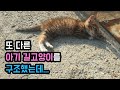 아기고양이 구조와 범백, 구독자분들 진심으로 감사드립니다.