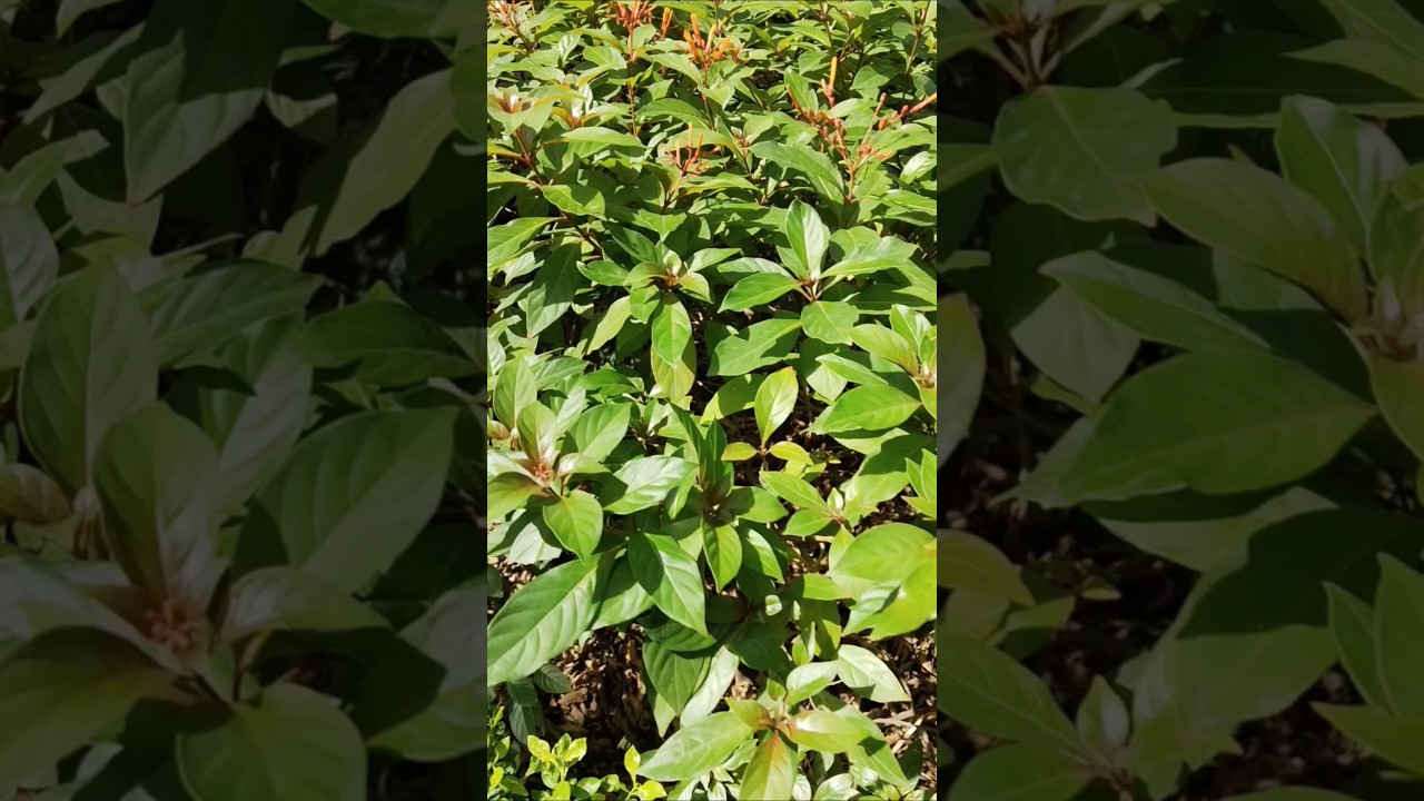 "Firebush Plant Care 🌺 | Hamelia patens Growing Tips"