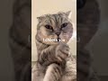 I choose you #shorts #viral #cute #cat #cutecat