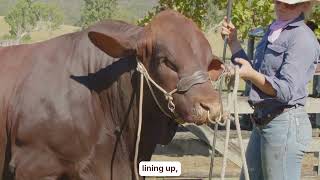 Classification in Action: Assessing Santa Gertrudis (Australia) Bulls