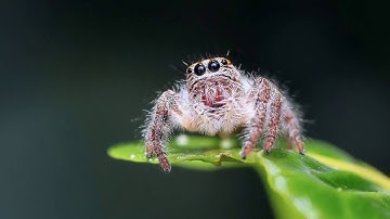 Adobe Spark Video example