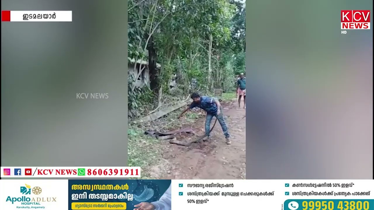 ഇടമലയാര്‍  പൊങ്ങന്‍ചുവട്  ഉന്നതിയില്‍ നിന്ന്  രാജവെമ്പാലയെ പിടികൂടി. പാമ്പുപിടുത്ത വിദഗ്ദ്ധന്‍...