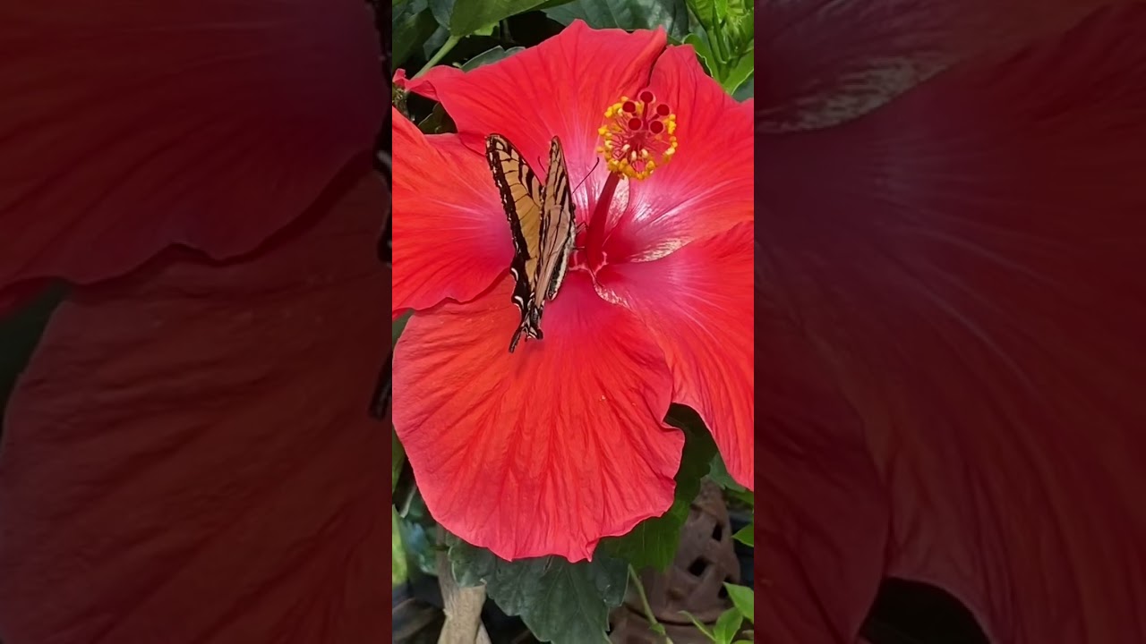 Butterfly Bliss on Hibiscus | Calming Meditation Music for Deep Relaxation & Inner Peace