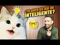 ¿Cómo de INTELIGENTE es TU GATO? 🤓 | Cosas que hacen los gatos en función de su inteligencia 📚