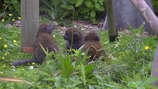Trouble at the Zoo!