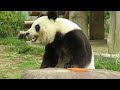 2018年5月8日【選】ニンジンを忘れてからパンダ
