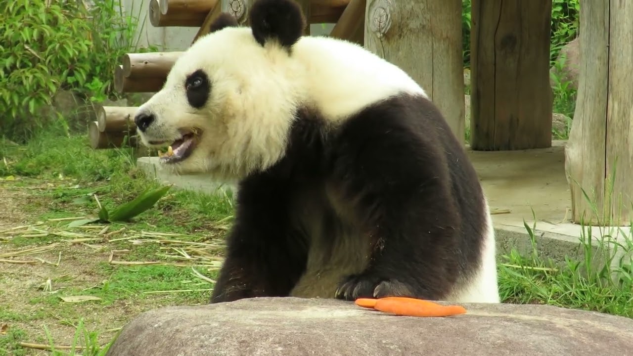 May 8, 2018 [Selection] Panda after forgetting the carrot - YouTube