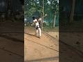 HITTING PRECTICE SSM CRICKET ACADEMY MANKAPUR #cricket #vairalreels