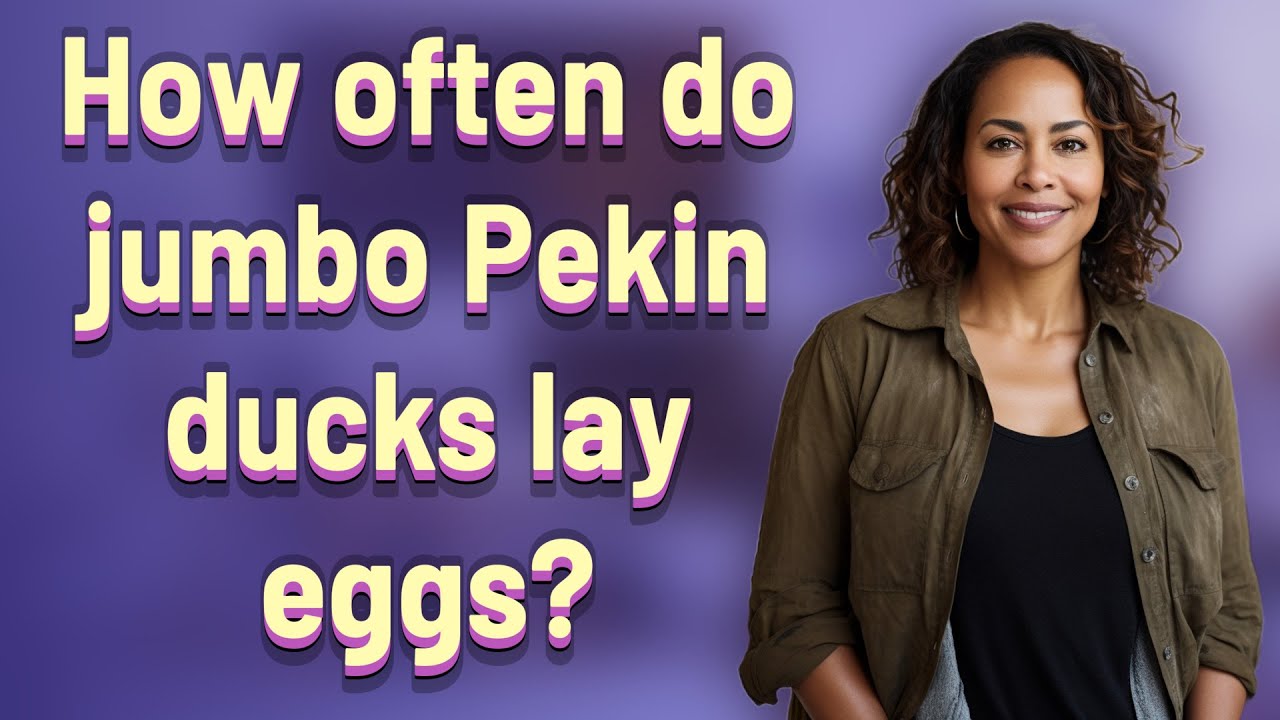 how-often-do-jumbo-pekin-ducks-lay-eggs-youtube