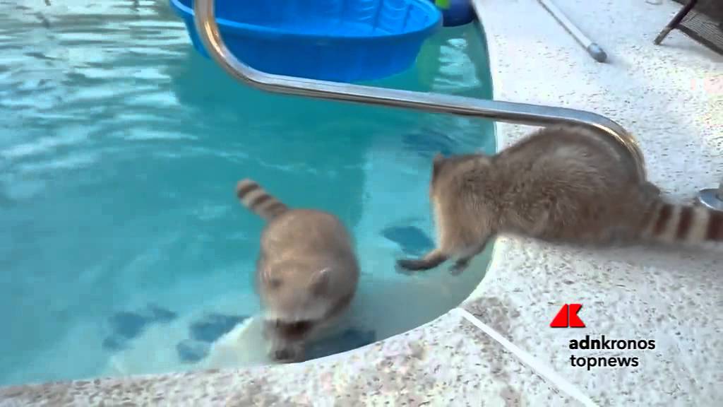 Il procione fa un bagno in piscina...