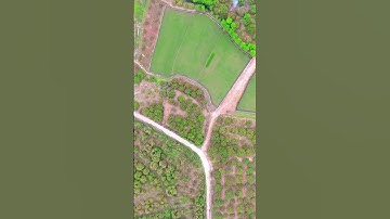 Đồi Vải Lục Ngạn qua góc nhìn Flycam. #lucngan #vaithieulucngan #bacgiang