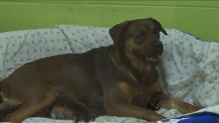 Pet owners cannot claim animals on taxes