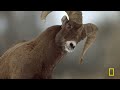 Struggling to Survive in Yellowstone | Wild Yellowstone MEGA Episode | Nat Geo Animals