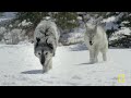 Struggling to Survive in Yellowstone | Wild Yellowstone MEGA Episode | Nat Geo Animals