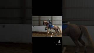 Lower leg kinda ate #equestrian #lowerleg #riding #gucci