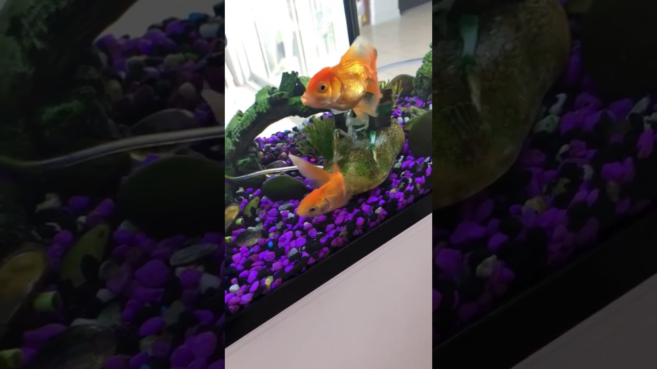 Goldfish playing with each other YouTube