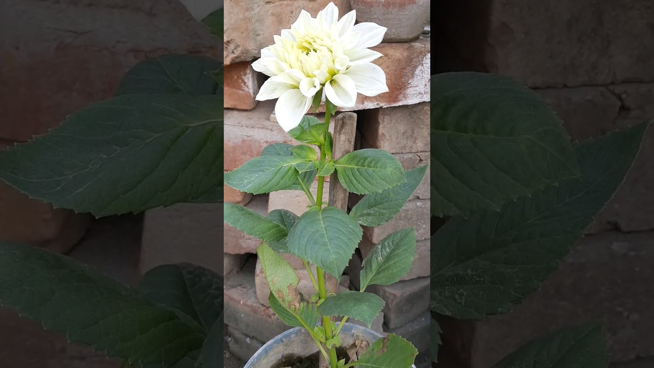 Dahlia plant grow easy through seeds 