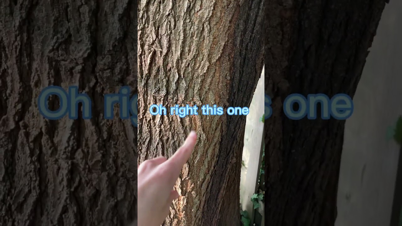 My friend’s TREE 🌳 