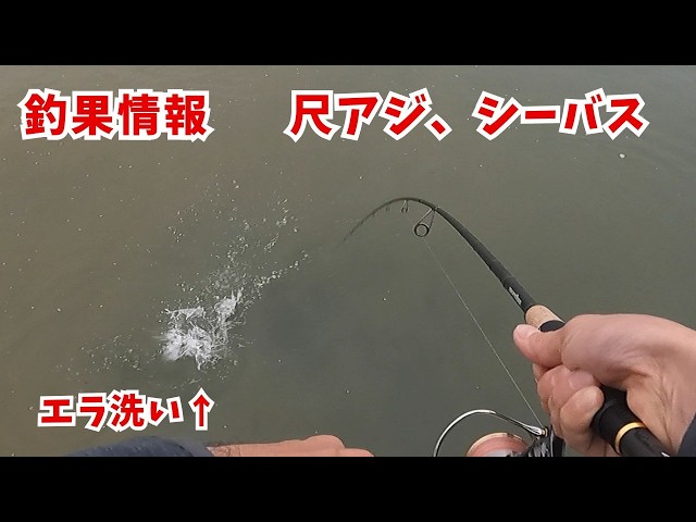 Fishing Report: Miyazaki Port, June 23-26] Sea bass (Japanese sea