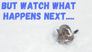 Stoat Attacks Rabbit 5 Times its Size | But Watch What Happens Next
Yesterday, right outside our house in Scotland a stoat attacked a much bigger rabbit in the snow! But watch what happens next.
Support me on Patreon: https://www.patreon.com/espenhelland
On Patreon, you can get access to a growing library of content to help you with your wildlife photography journey 🐾 📷
Curious about the gear I use? https://espenhelland.com/gear/
I use Topaz DeNoise & Sharpen AI to improve my images, get a 30-day free trial): https://topazlabs.com/shop/ref/383/
Watch a Video on Removing Noise using DeNoise AI: https://youtu.be/ZOZckl9JMiA
Music from Epidemicsound:
https://www.epidemicsound.com/referral/pahgo4/
You can connect on:
Instagram: https://instagram.com/espenhelland/
Facebook: https://www.facebook.com/espenhellandphotography/
Twitter: https://twitter.com/EspenHelland7 Stoat Attacks Rabbit 5 Times its Size | But Watch What Happens Next