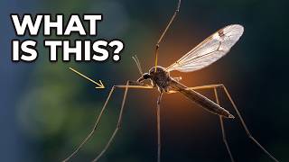 This 'Mosquito' Will Never Bite You (Here's Why) Crane Fly Harmless Or Deadly
