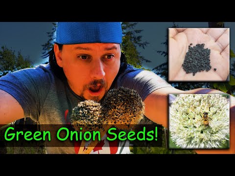 How To Harvest Green Onions Seeds - Garden Quickie Episode 3