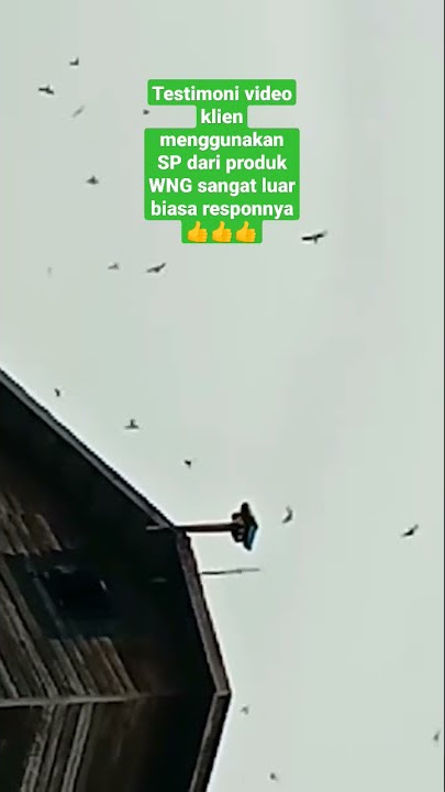 Respon Suara Panggil Walet WNG