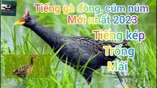 Tiếng cúm núm, gà nước, gà đồng file kép trống mái. Giành cho anh em đi bẫy bao ngon