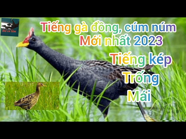 Tiếng cúm núm, gà nước, gà đồng file kép trống mái. Giành cho anh em đi bẫy bao ngon class=