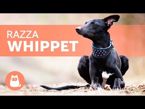 Video: I whippet sono buoni animali domestici?