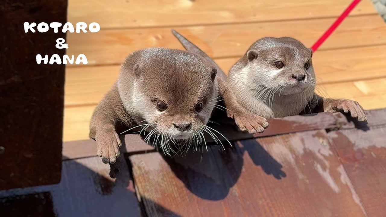 ラッコ キラちゃんとメイちゃん 朝の健康チェックです 【鳥羽