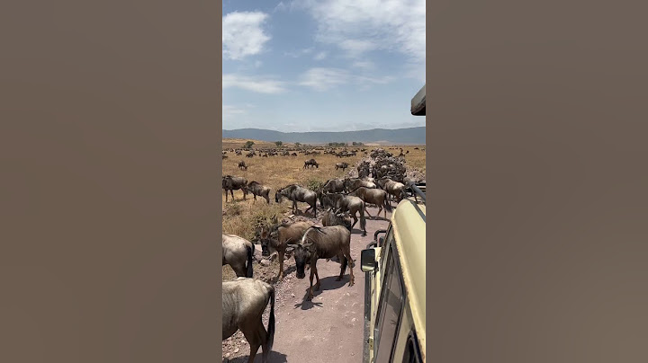 Safari at Ngorongoro Crater in Tanzania #ngorongoro #ngorongorocrater #safari #safarimontage