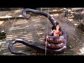 Prisonniers D Un Serpent Géant Anaconda Le Prédateur Extrait VF 