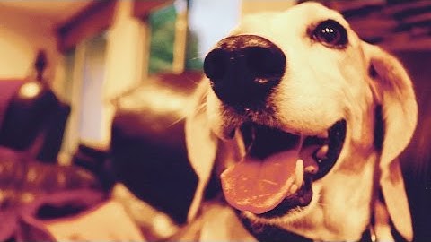 Rescued by the Beagle Freedom Project - Solomon