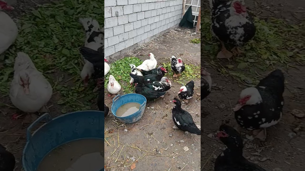 Имронбек индийский урдак бизнес