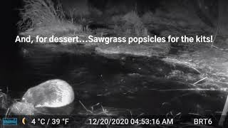 Beaver Browse: What Are They Eating Now (Field Report #4)