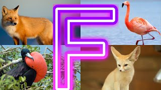Amazing Animals Starting With F || Animals And Birds Starting with F