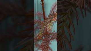 Cryptomeria japonica | Криптомерія японська| Kryptomeria japońska #shorts