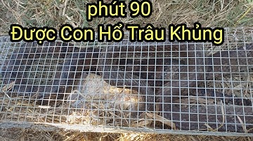 Mưu Sinh Với Nghề Bẫy Rắn Tập22 Lần Đầu Tiên Long Thăm Bẫy Rắn Được Con Hổ Trâu Khủng