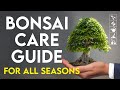 Bonsai care tips for all season  how to care bonsai tree at home  bonsai trees for beginners