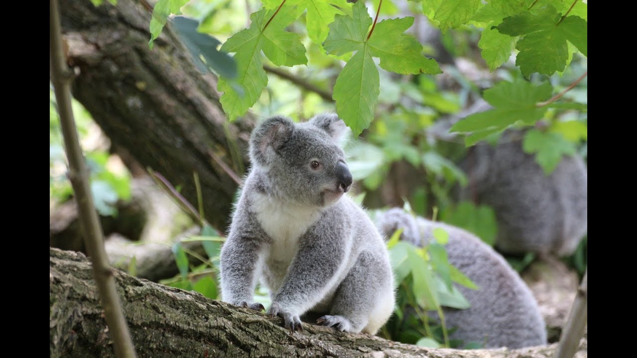 🐨Die süßesten Koala Bären: Entdecke die faszinierende Welt dieser knuddeligen Baumbewohner! 🐨😍