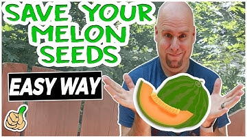 How to Save Melon Seeds (Easy Cantaloupe Seed Saving Guide)