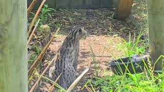 Fishing cat takes a nap and drinks water #zoo #wildcat #Fishingcat