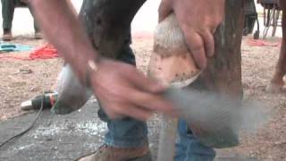 Vettec SuperFast FoalExtensions