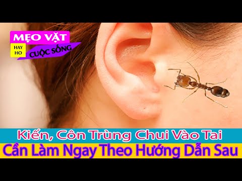 MẸO VẶT – Kiến, Côn Trùng Chui Vào Tai, Cần Làm Ngay Theo Hướng Dẫn Sau