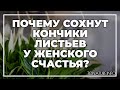 Почему сохнут кончики листьев у женского счастья? | toNature.Info