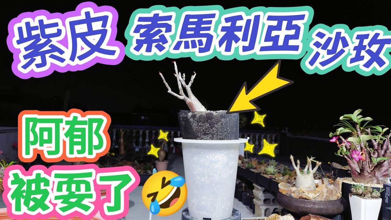 ［跟著阿郁種］開箱紫皮索馬利亞沙玫#塊根#塊根植物#龍舌蘭#多肉植物#多肉#盆景#盆栽#沙漠玫瑰#花園#植物#植物燈#生活#開箱#療癒#鹿角蕨#觀葉植物#花市#園藝#田尾#教學#花#秘訣#日常#台南