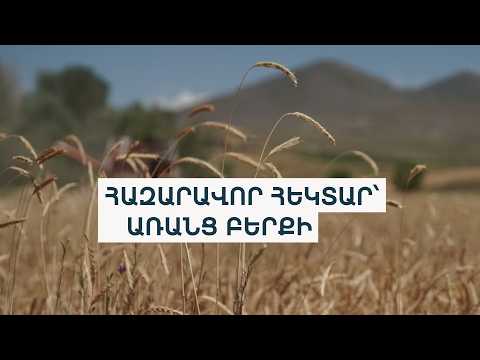 Հինգ կարկուտ՝ մեկ ամռան ընթացքում․ Շիրակում ցորենի բերքի հույսը մարել է