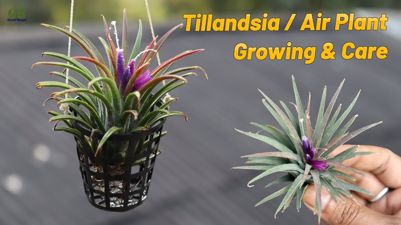 Tillandsia or air plant growing and care tips